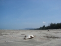 cherating003