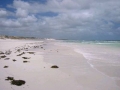 Lancelin-0010
