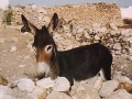 sidikaouki03