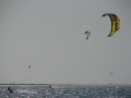 walvis002